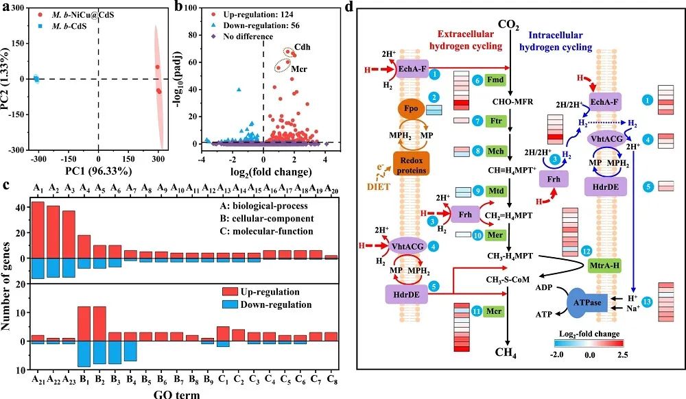 周顺桂&熊宇杰，最新Nature子刊！