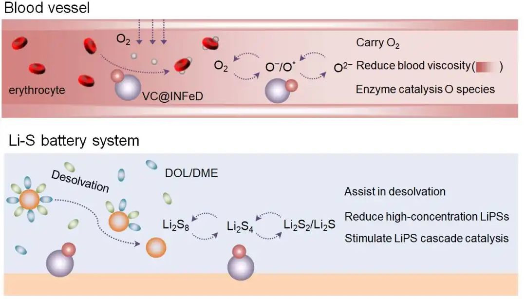 杨植&杨硕&蔡冬AM：受治疗贫血药启发的锂硫电池催化剂设计