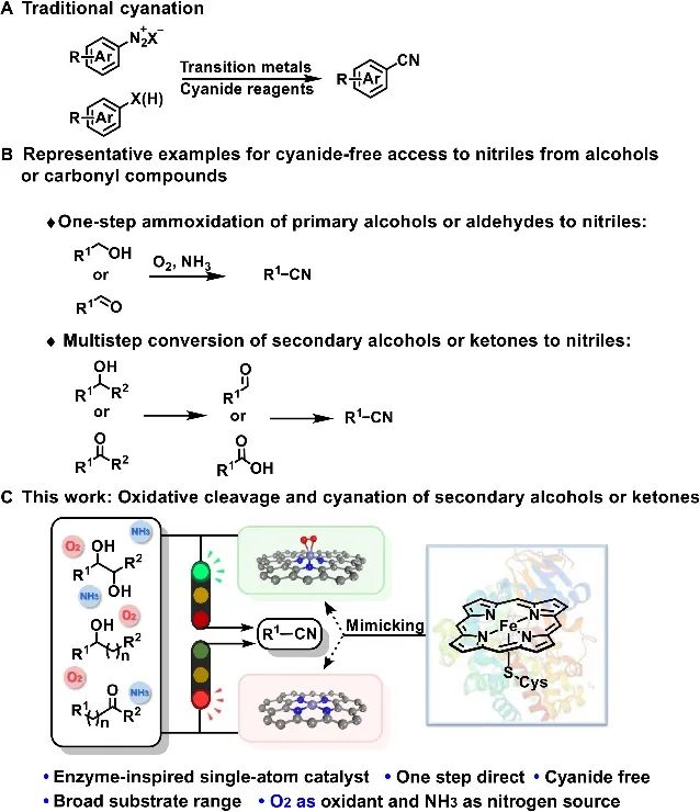 张泽会&戴文Science子刊：酶模拟单Fe-N3原子催化剂助力氧化合成腈