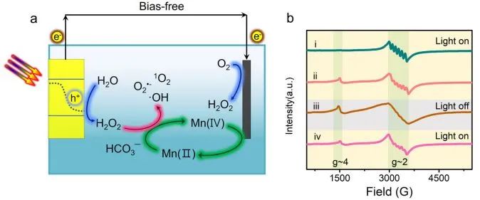 最新顶刊集锦：Nature子刊、JACS、AFM、ACS Nano、ACS Catal.、Small等