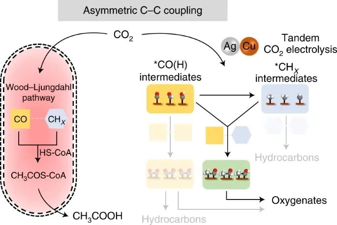 杨培东，最新Nature Catalysis！