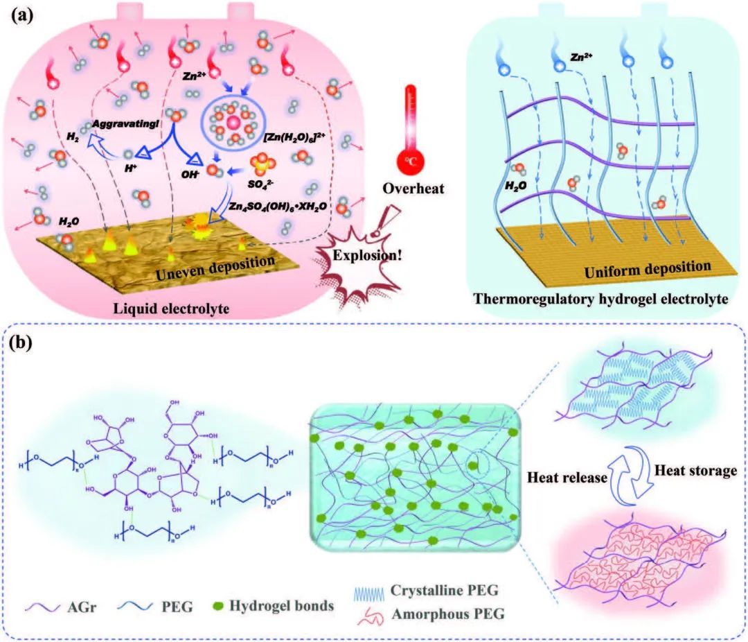 钱涛/周金秋/曹宇锋AFM：温度自调节水凝胶助力安全锌离子电池！