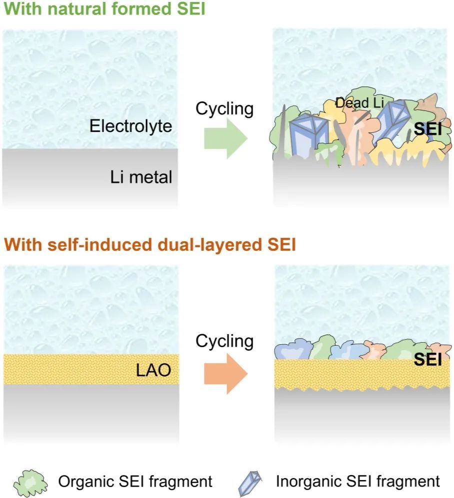 陈人杰/钱骥AM：具有高韧性和高离子电导率的自诱导双层SEI