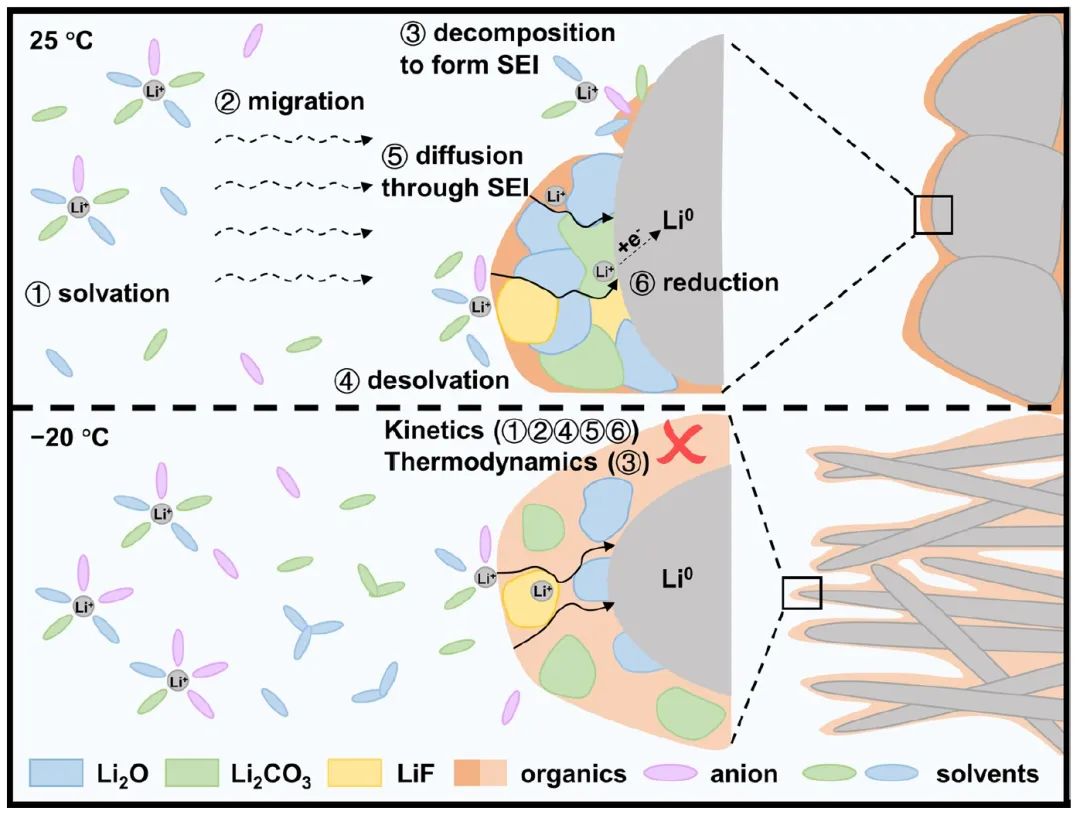 物理所Nature子刊：揭示锂金属电池中温度依赖性的SEI形成和Li+传输