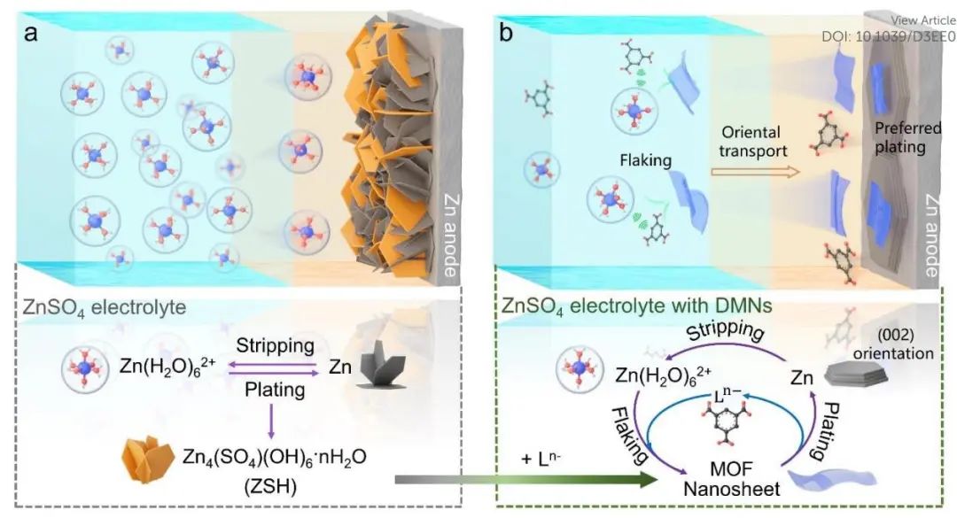 杨维慎团队EES：MOF纳米片作为离子载体制备自优化锌负极