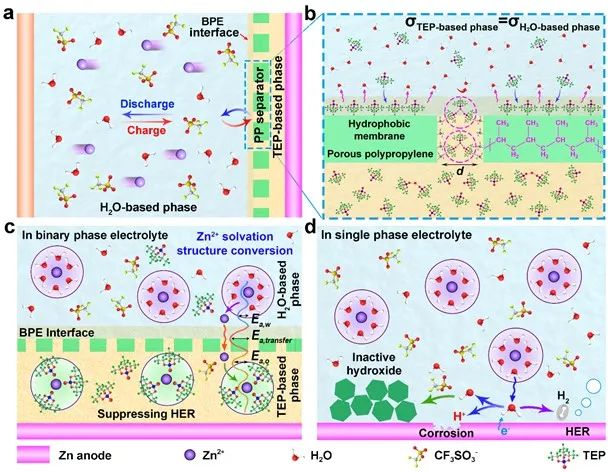 ​南开牛志强AM：构建二元电解液界面，实现高稳定性锌负极