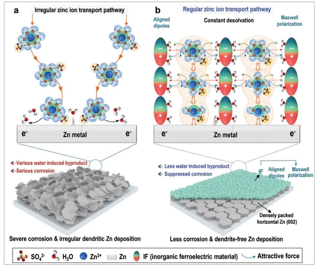 潘安强/常智Small：定向诱导偶极电场促进锌离子脱溶剂化实现高稳定无枝晶锌金属电池