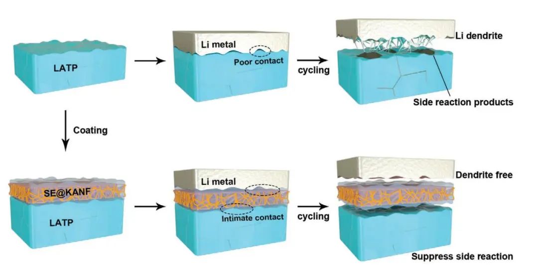 王海辉/王素清AFM：通过Kevlar芳纶纳米纤维保护涂层稳定固态电池中的金属负极界面