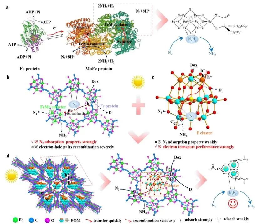 谢毅/肖翀/张群ACS Catalysis：多金属氧化物调节MOFs载体动力学促进光催化固氮