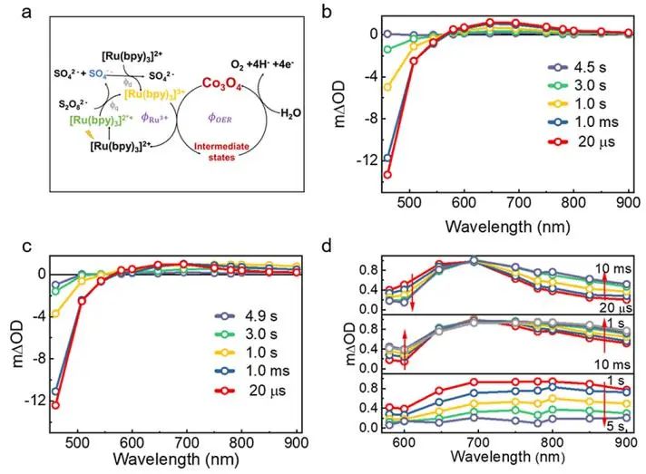 催化顶刊集锦：JACS、Nature子刊、ACS Catal.、AFM、Small、Carbon Energy等最新成果！