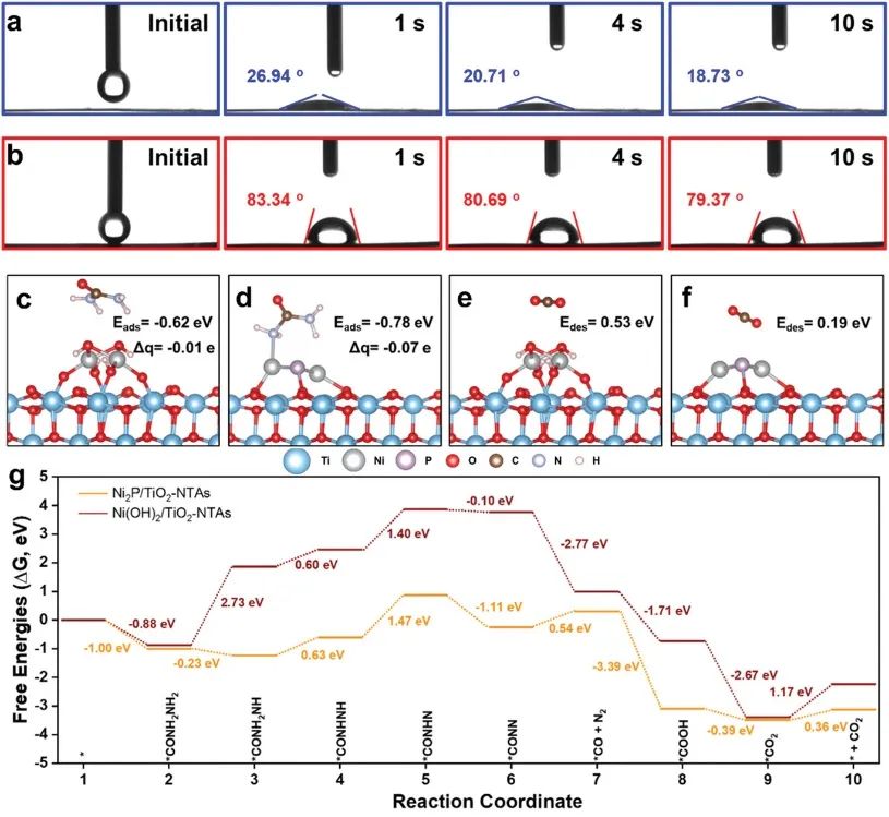 上师大AFM：Ni2P/TiO2-NTAs助力PEC-UOR