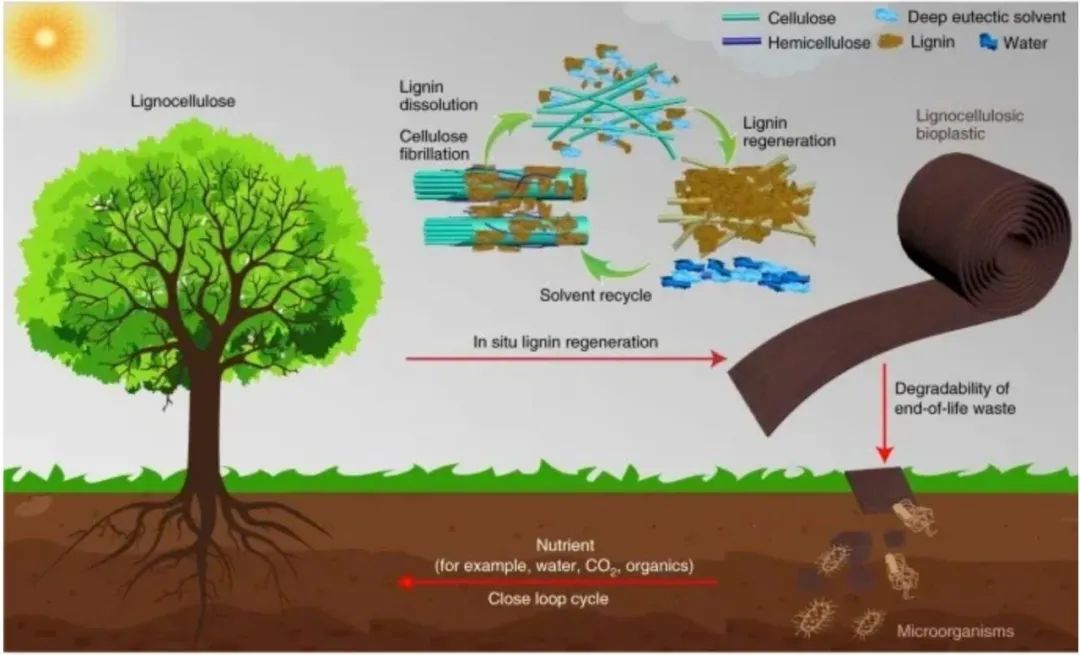 “木头大王”胡良兵的2021年，他用木头发了Nature、Science！