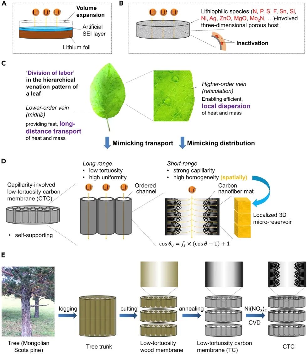 李祥龙Matter：叶脉启发的空间分层碳实现稳定的超高面容量锂金属负极！