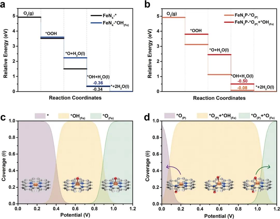 ACS Catalysis：磷掺杂Fe-N-C中活性部分的转变实现高效氧还原反应