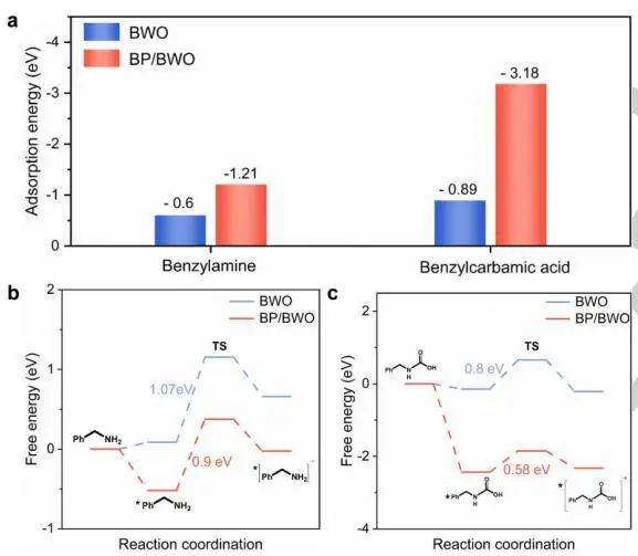 山东大学Angew.：近100%选择性！BP/BWO S-型异质结助力苯胺氧化和CO2光转化