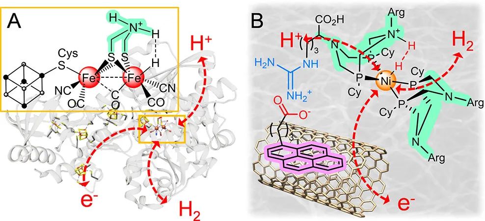 JACS：创纪录电流密度！生物激发的分子催化材料助力HOR