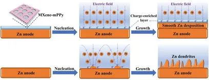 北航杨树斌AEM: 基于MXene-聚吡咯层的电荷富集策略实现无枝晶锌负极