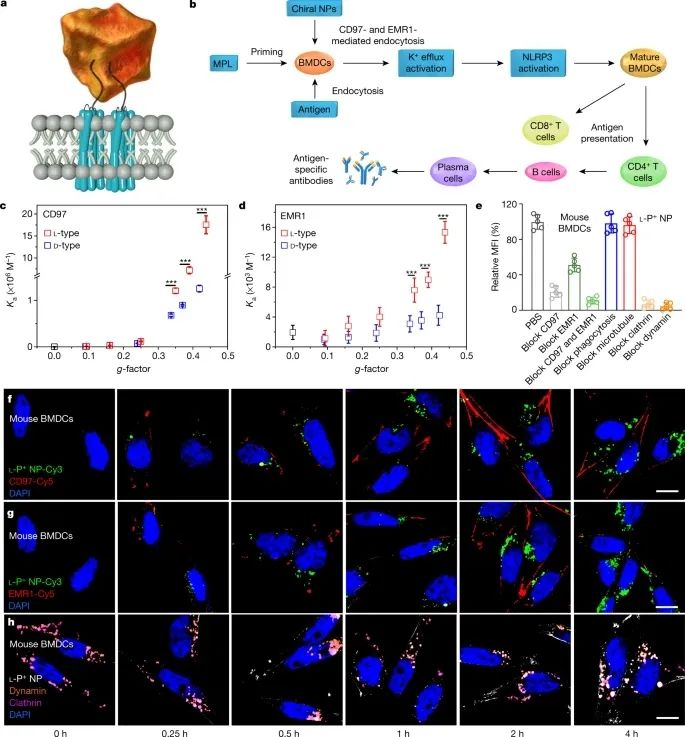 历史性突破！江南大学最新Nature！