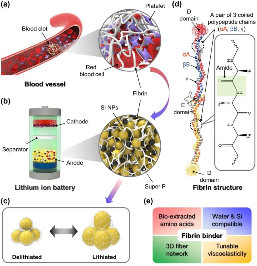 EnSM: 血凝块启发的用于锂离子电池硅负极的新型纤维蛋白粘结剂