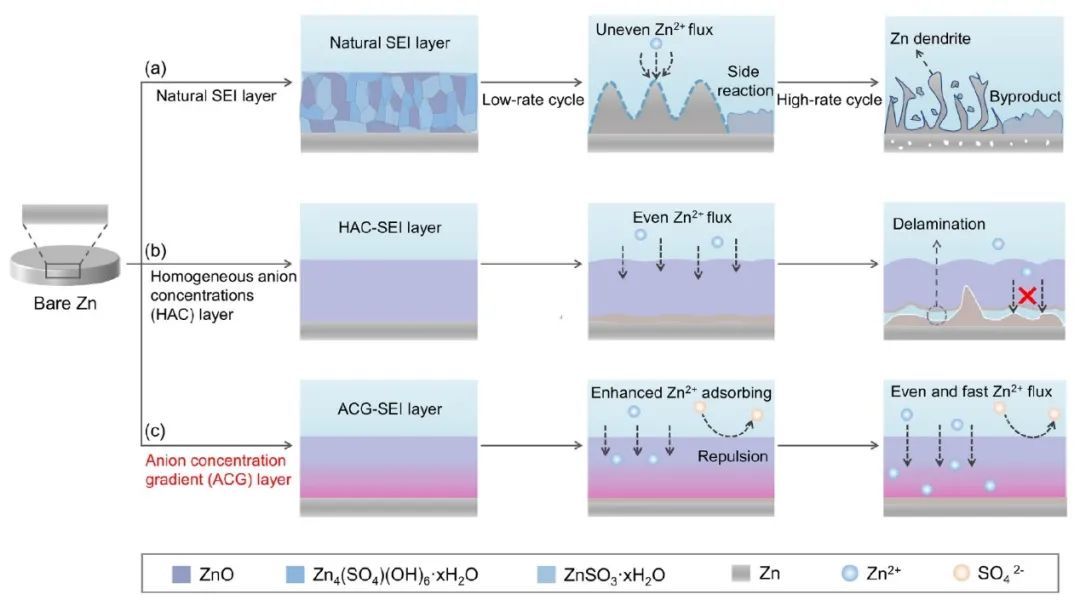 理化所闻利平/河大赵勇JACS：阴离子浓度梯度辅助SEI实现80 mA/cm2下稳定的锌沉积！