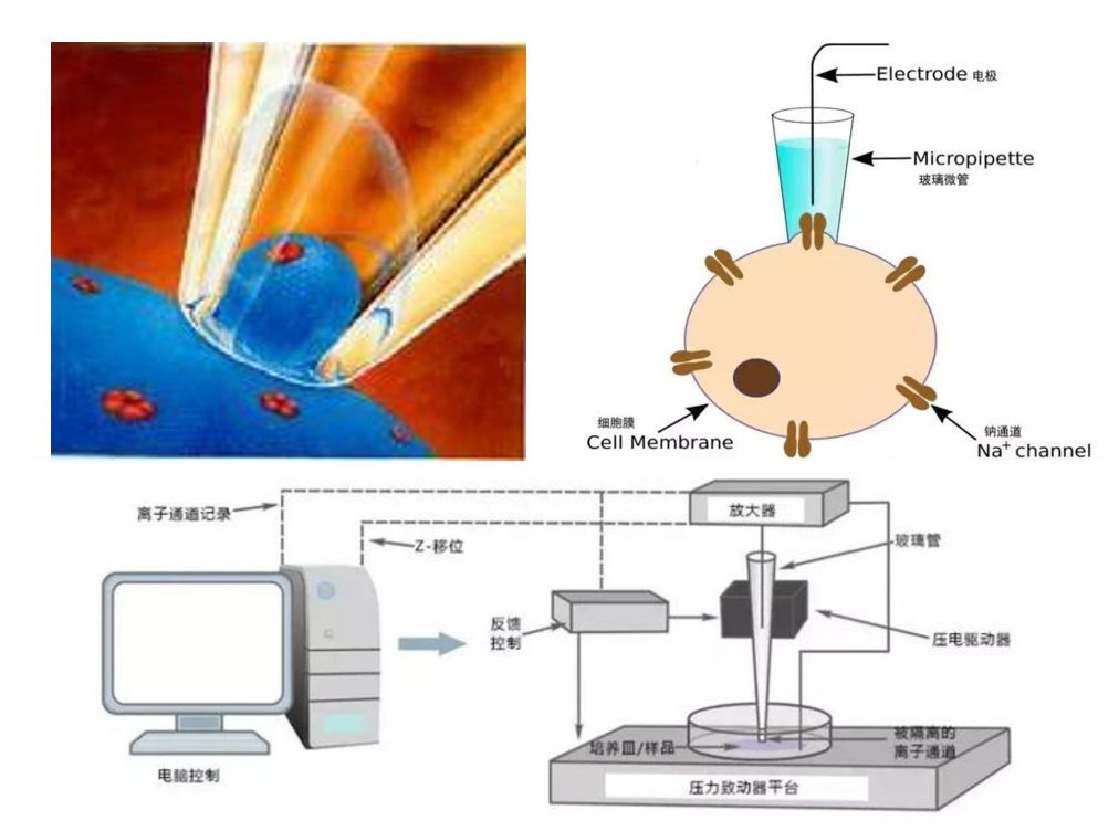 判断对象是否变心？Science和Nature子刊技术，徐老师6年磨一剑！