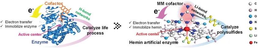温大杨植Adv. Sci.：含多重锂键网络的仿生人造酶助力高性能锂硫电池