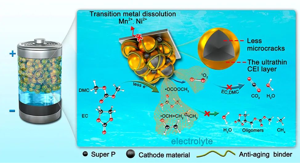 崔光磊/董杉木/张焕瑞JACS：仿生抗衰老粘结剂添加剂应对电解液化学降解挑战