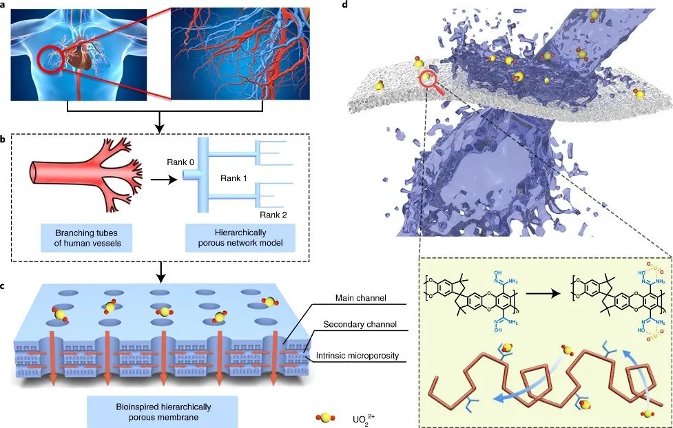 理化所闻利平Nature子刊：提高20倍，创纪录提取率！仿生分层多孔膜助力从海水中提取铀