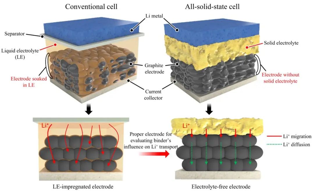 三单位联合EnSM：采用Li+导电粘结剂的无电解质石墨电极实现高性能全固态电池
