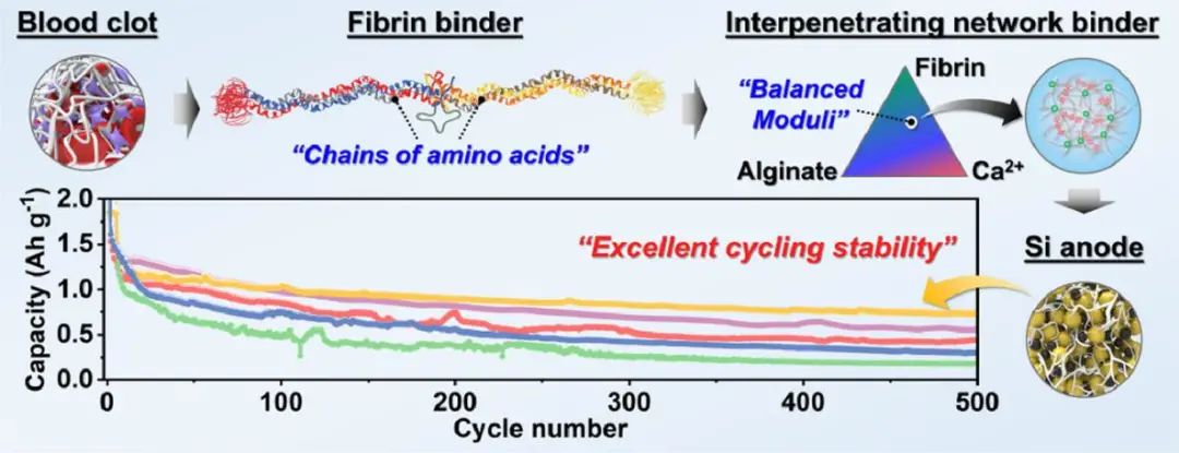 EnSM: 血凝块启发的用于锂离子电池硅负极的新型纤维蛋白粘结剂