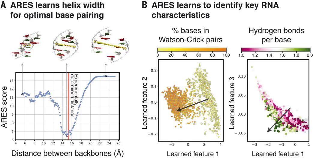 斯坦福大学Science：RNA结构的几何深度学习