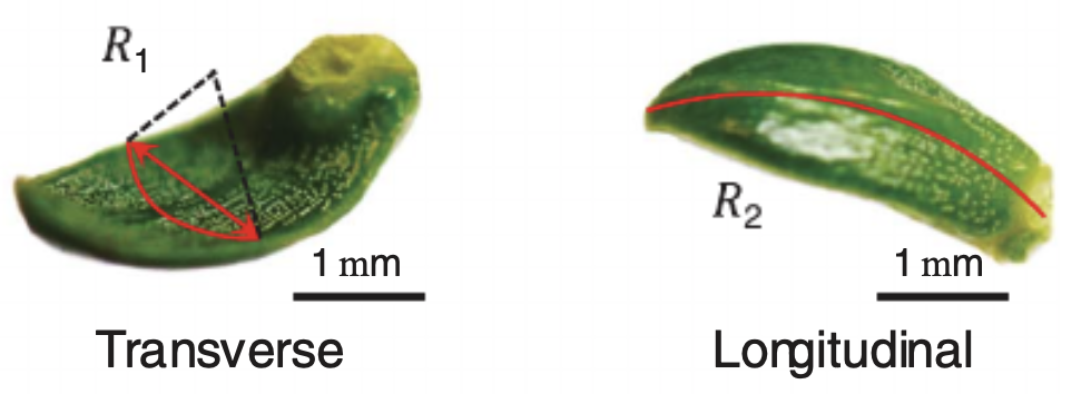 一片叶子引发的Science