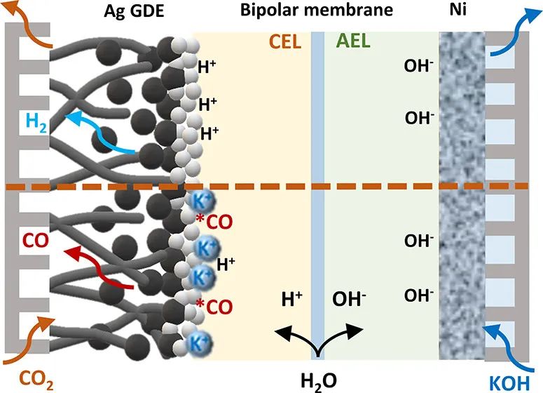 ACS Energy Lett.：阳离子驱动增加双极膜电极组件中CO2利用率