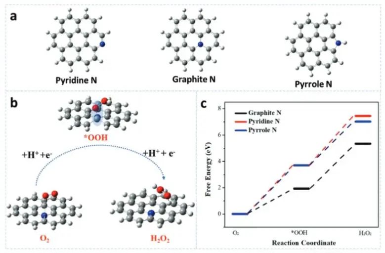 侯保荣/段继周/张瑞永Adv. Sci.：调节N-Cx中的氮形态，实现模拟海水中高效合成H2O2