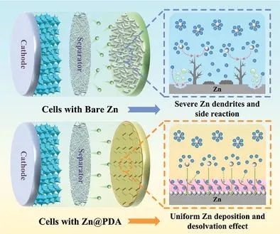 ​周江/何章兴AEM: 聚多巴胺层通过快速去溶剂化+离子限制双重稳定锌负极