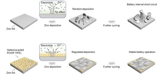 阿卜杜拉国王科技大学AM：通过选择性极化铁电聚合物控制锌金属负极的沉积