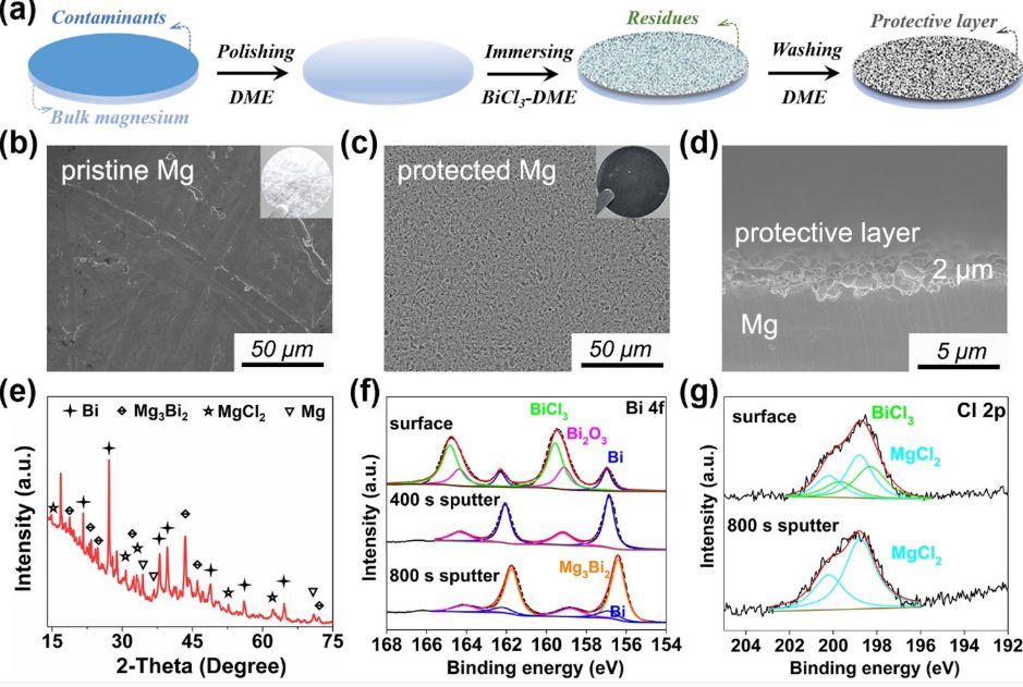 ACS Energy Lett.：用于非腐蚀性电解液中镁金属负极的铋基保护层