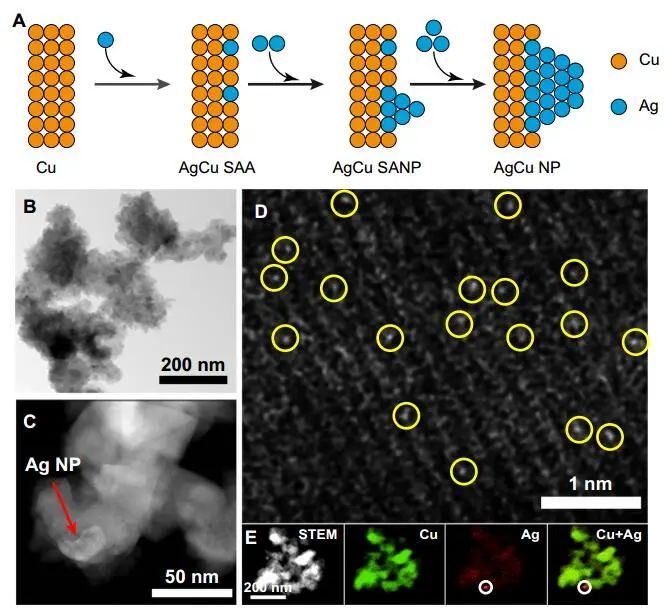 计算顶刊成果速递：3篇Angew、2篇Nat. Commun.、JACS、AFM、Small等！