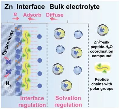 李耀刚/李克睿AFM: 低成本、环保的丝肽添加剂实现稳定的锌离子电池！