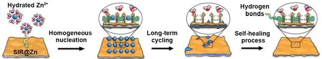同济黄云辉/伽龙Angew：自修复和脱溶剂化屏蔽层实现高容量长寿命锌负极
