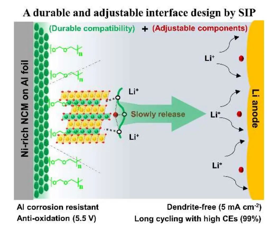 陈仕谋团队AM：用于稳定的富镍正极和高能金属负极的聚合物电解质的耐用和可调节界面工程