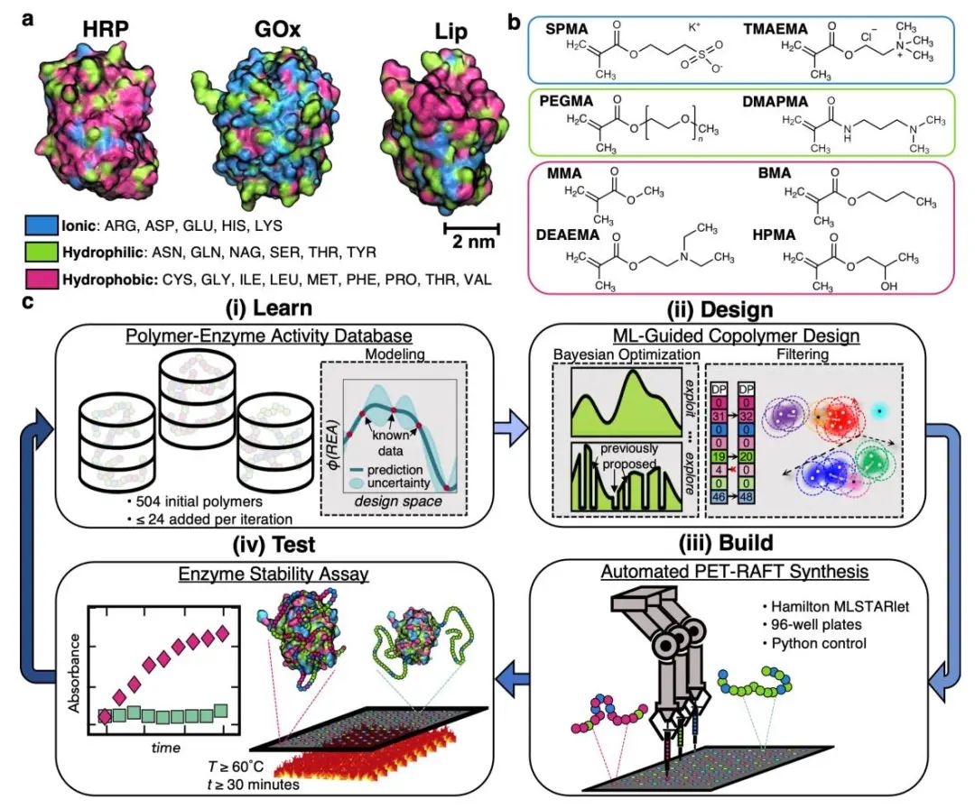 罗格斯大学/普林斯顿AM：自动化合成+机器学习设计聚合物-蛋白质杂化物