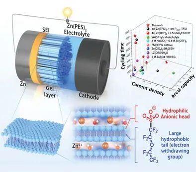 潘锋/宣晋等AFM: 仿生脂质双层负极保护层实现长寿命水系锌金属电池