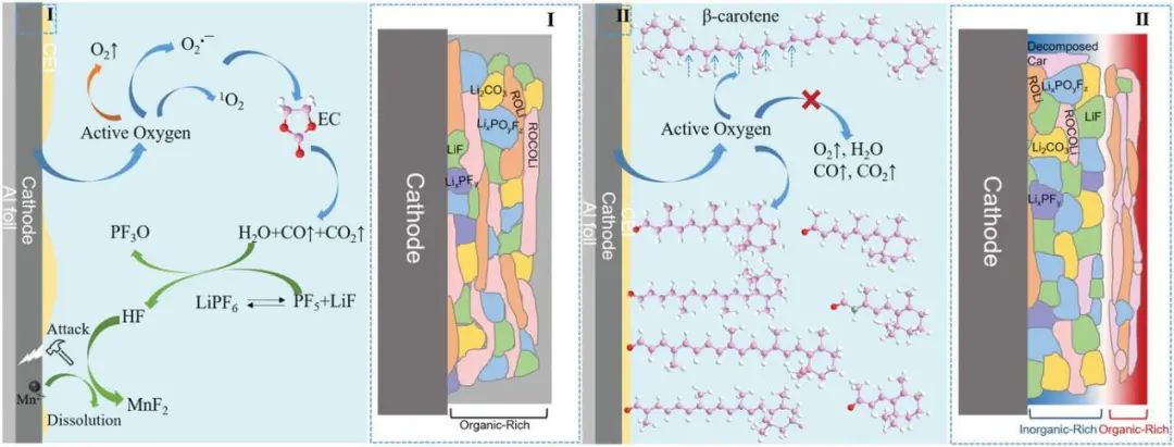 厦大董全峰/郑明森Small：β-胡萝卜素捕获活性氧实现长寿命富锂正极
