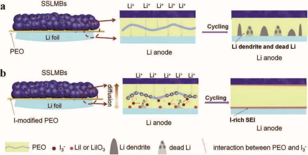 浙工大陶新永/刘铁峰AFM：碘掺杂PEO电解质实现无枝晶锂金属电池