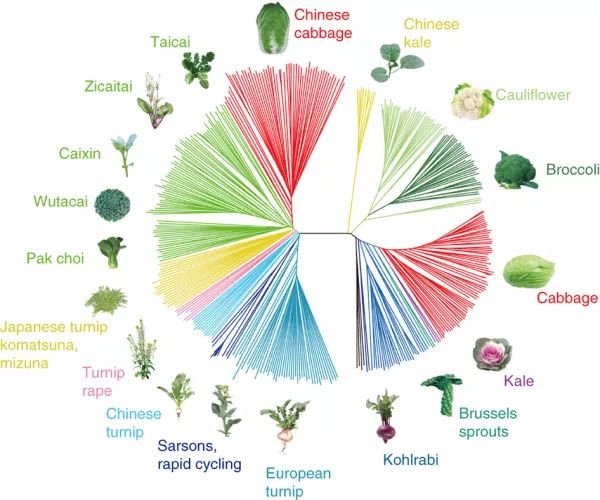 灵魂拷问！为什么PNAS的图画得往往没有Nature、Science精致？