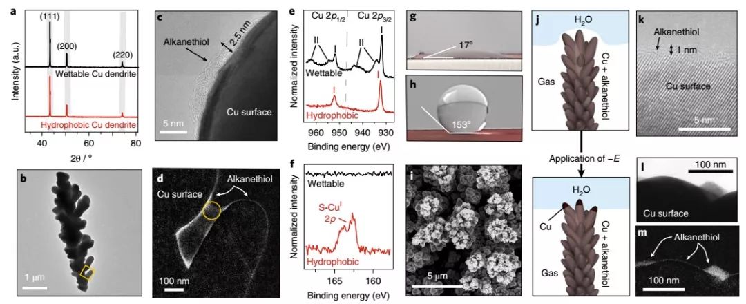 Nature Materials：来自大自然的启示，构建高效CO2RR界面