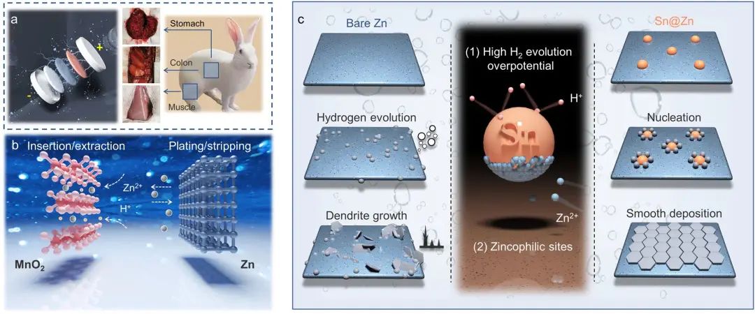 ​中南大学/湘雅医院NML：高生物安全性锌离子电池