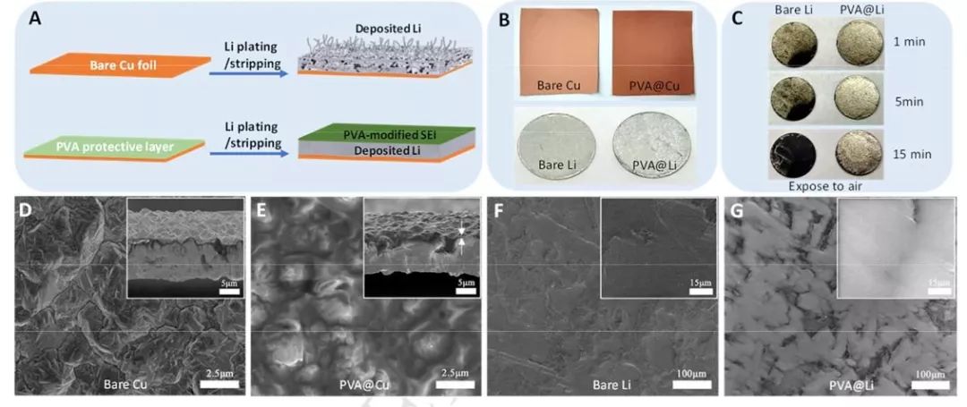 王东海教授课题组Nano Energy：聚乙烯醇界面保护，助力高稳定性锂金属负极