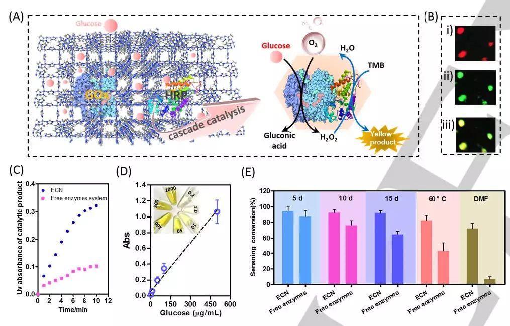 中山大学Angew. 玩转MOFs，快速高效封装酶和蛋白质